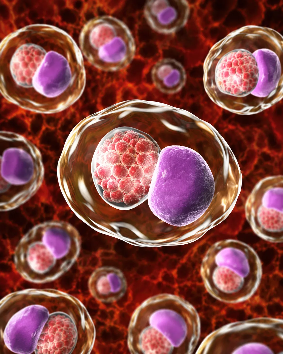Microscope-style illustration of chlamydia bacteria inside cells